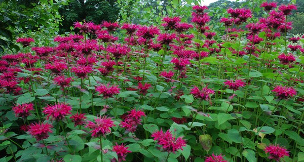 Bee Balm