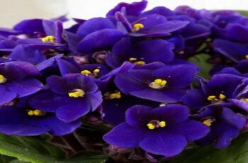 Caring for African Violets-Tips and Ideas