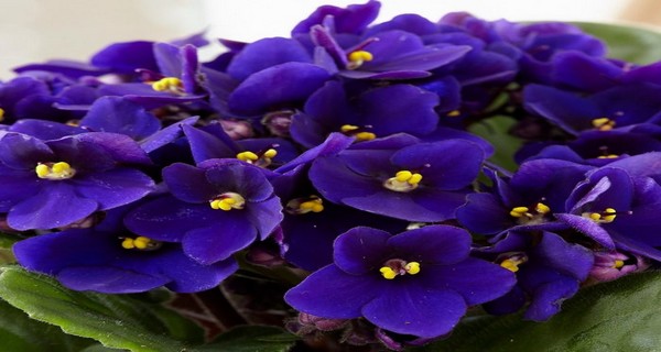 Caring for African Violets-Tips and Ideas