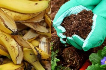 Don't Throw Away Your Banana Peels!. Here's How To Use Them In The Garden