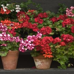 How to Grow Geraniums: Care and Tips to Keep Them Lush and Beautiful