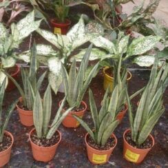 How To Grow And Care For Snake Plants