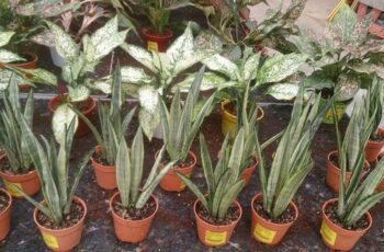 How To Grow And Care For Snake Plants