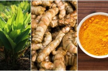 How To Grow Turmeric No Matter Where You Live