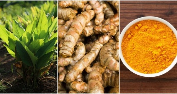 How To Grow Turmeric No Matter Where You Live