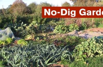 How to Start a ‘No Dig’ Garden- Work an Pay Less and Grow More