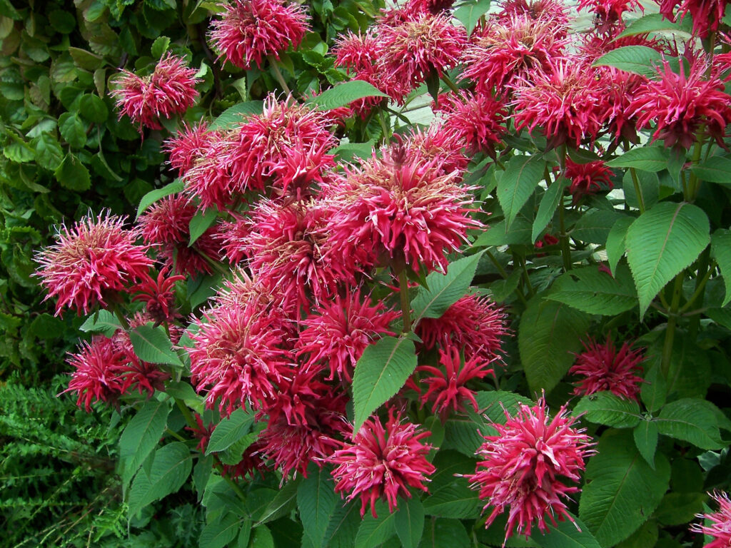 Monarda