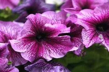 Stunning Petunia Plant- Learn How to Plant, Grow, and Care for Petunias