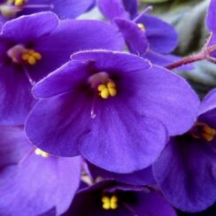 The Best Soil and Containers to Use for the Healthiest African Violets
