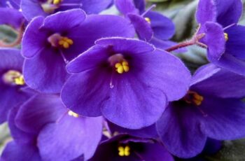 The Best Soil and Containers to Use for the Healthiest African Violets