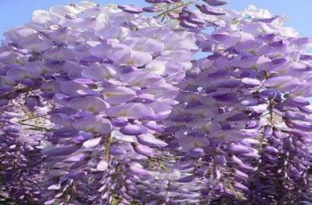 wisteria