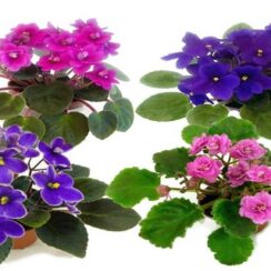 Wick Watering for African Violet Plants