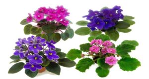 Wick Watering for African Violet Plants