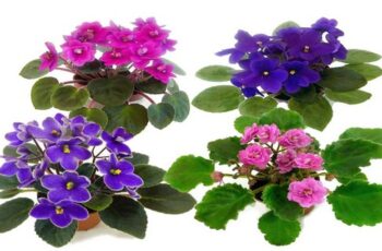 Wick Watering for African Violet Plants