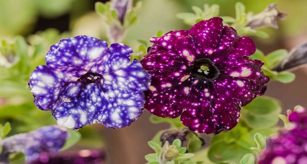 Stunning Petunia Plant - Learn How To Care For Petunias