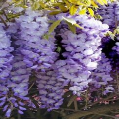 How To Grow Wisteria Without It Overtaking Your Yard