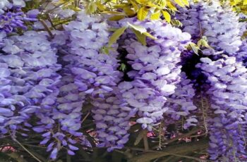 How To Grow Wisteria Without It Overtaking Your Yard