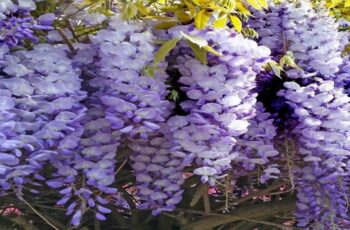 How To Grow Wisteria Without It Overtaking Your Yard
