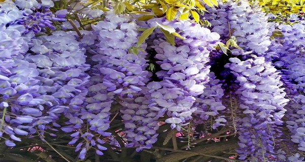 How To Grow Wisteria Without It Overtaking Your Yard