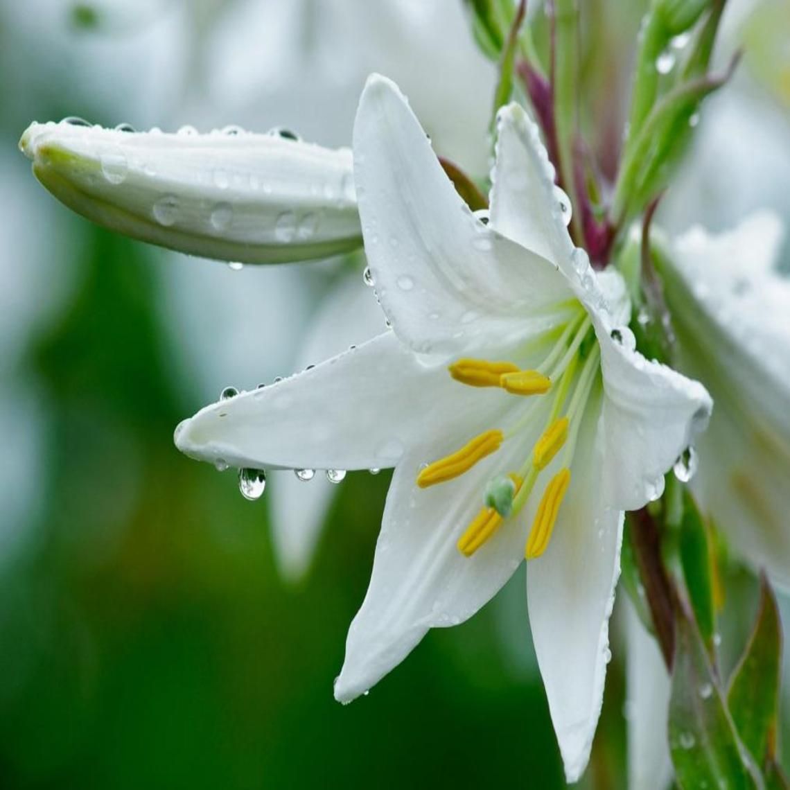 Evening rain lily FLOWER