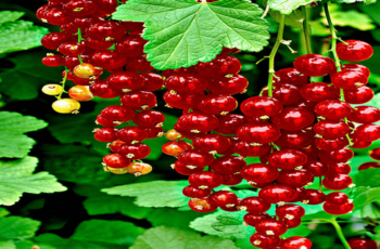 Growing Gooseberries