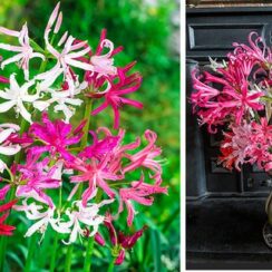 NAKED LADIES FLOWER