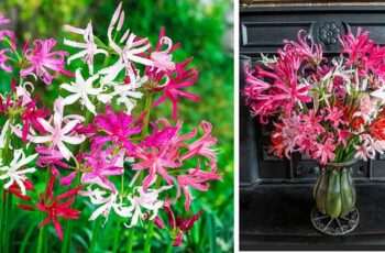 NAKED LADIES FLOWER