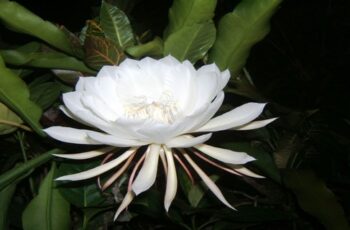 Queen of the Night A stunning Flower Everyone Should Have In Their Yard