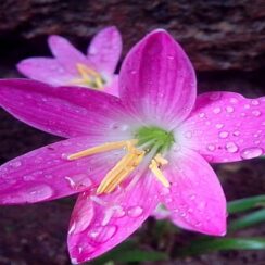 Evening rain lily FLOWER