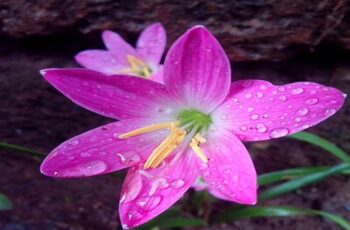 Evening rain lily FLOWER