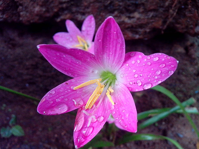 Evening rain lily FLOWER