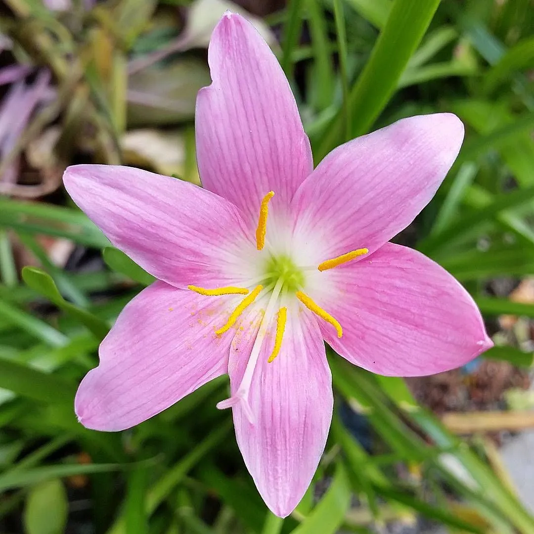 Evening rain lily FLOWER