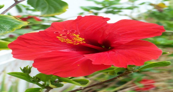 See How to Grow & Care Hibiscus Plant at Home Perfectly