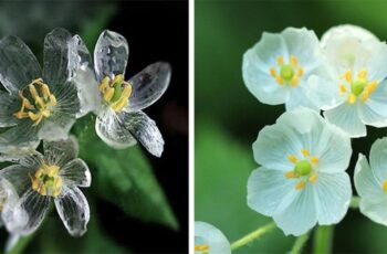 The skeleton flower turns transparent in the rain.