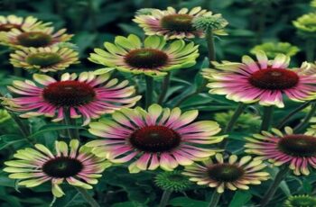 Echinacea SWEET SANDIA