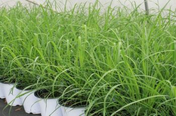 14 Reasons To Grow Lemongrass No Matter Where You Live