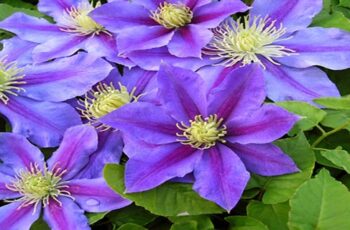 How To Grow Clematis In Pots