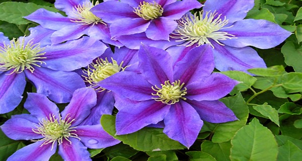 How To Grow Clematis In Pots