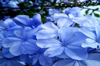 Growing Plumbago