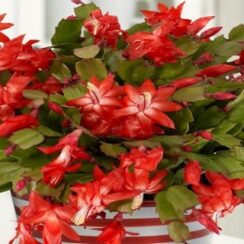 How to Make Your Christmas cactus bloom?