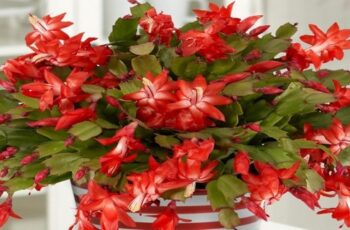 How to Make Your Christmas cactus bloom?