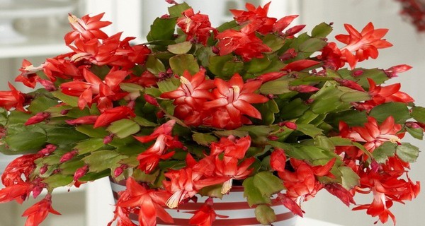 How to Make Your Christmas cactus bloom?