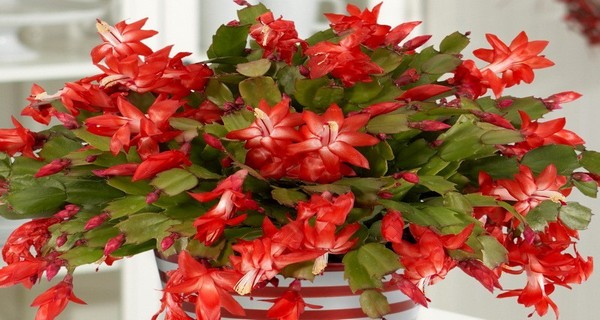 How to Make Your Christmas cactus bloom?