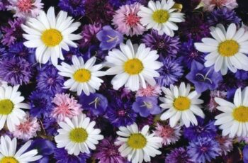 How to Grow Daisies for Beginners