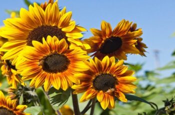 When & How To Harvest Sunflower Seeds – And How To Roast Them Too!