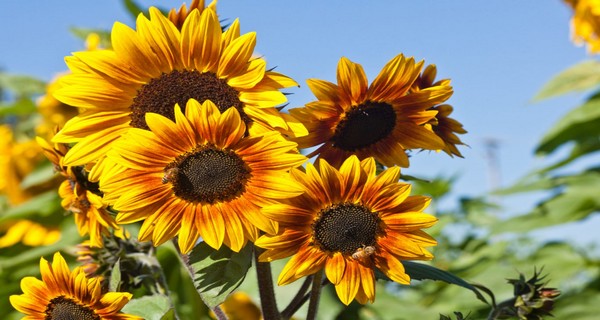 When & How To Harvest Sunflower Seeds – And How To Roast Them Too!