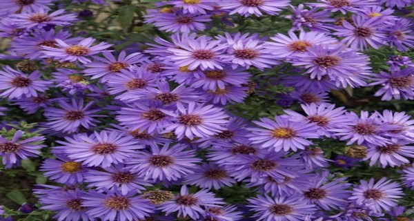 grow aster