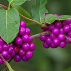 HOW TO GROW BEAUTYBERRY IN YOUR YARD
