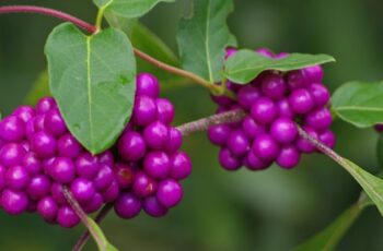 HOW TO GROW BEAUTYBERRY IN YOUR YARD