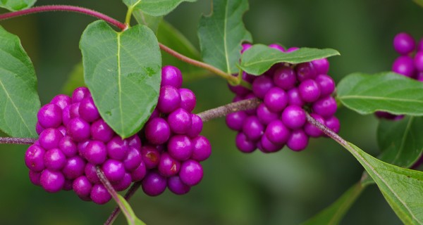 HOW TO GROW BEAUTYBERRY IN YOUR YARD